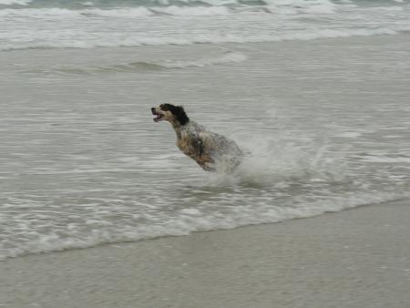 Arbia à la plage.