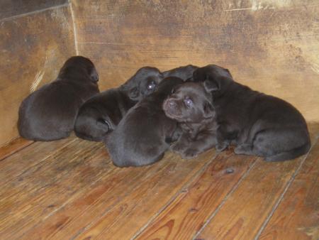 BB Labrador à 3 semaines