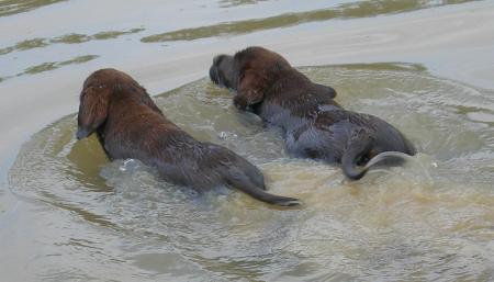 LABRADOR ( 3 Mois)