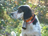 Vido Journe de chasse