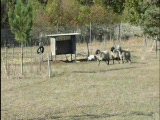 Vid�o Chiots d'Arbia 