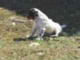 Vid�o Chiots 2 mois